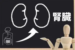 腎臓の腫瘍(腎臓癌、腎血管筋脂肪腫)の検査・治療|東京都池袋駅