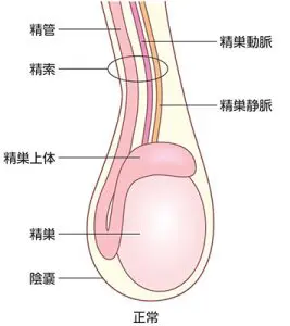 陰嚢 精巣 キンタマ の違和感 腫れ 痛みについて 池袋駅徒歩1分の泌尿器科クリニック