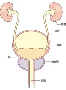 前立腺肥大症の原因 症状 検査 治療 東京都池袋駅の泌尿器科