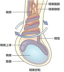 陰嚢 精巣 キンタマ の違和感 腫れ 痛みについて 池袋駅徒歩1分の泌尿器科クリニック