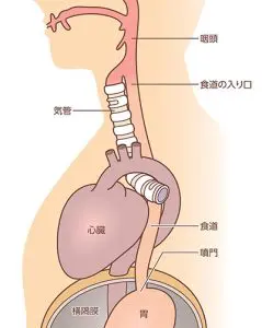 食道と気管の図